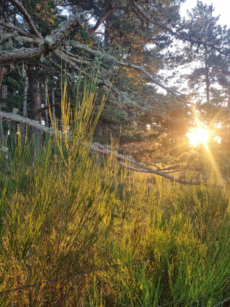 Lever du soleil sur la campagne automnale, avec des arbres aux couleurs chaudes de l'automne. Le paysage paisible se dévoile au matin, avec des champs et des feuilles dorées, créant une atmosphère calme et rafraîchissante. Moment propice pour une pratique de yoga
